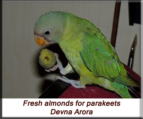 Devna Arora - Feeding parakeets in captivity